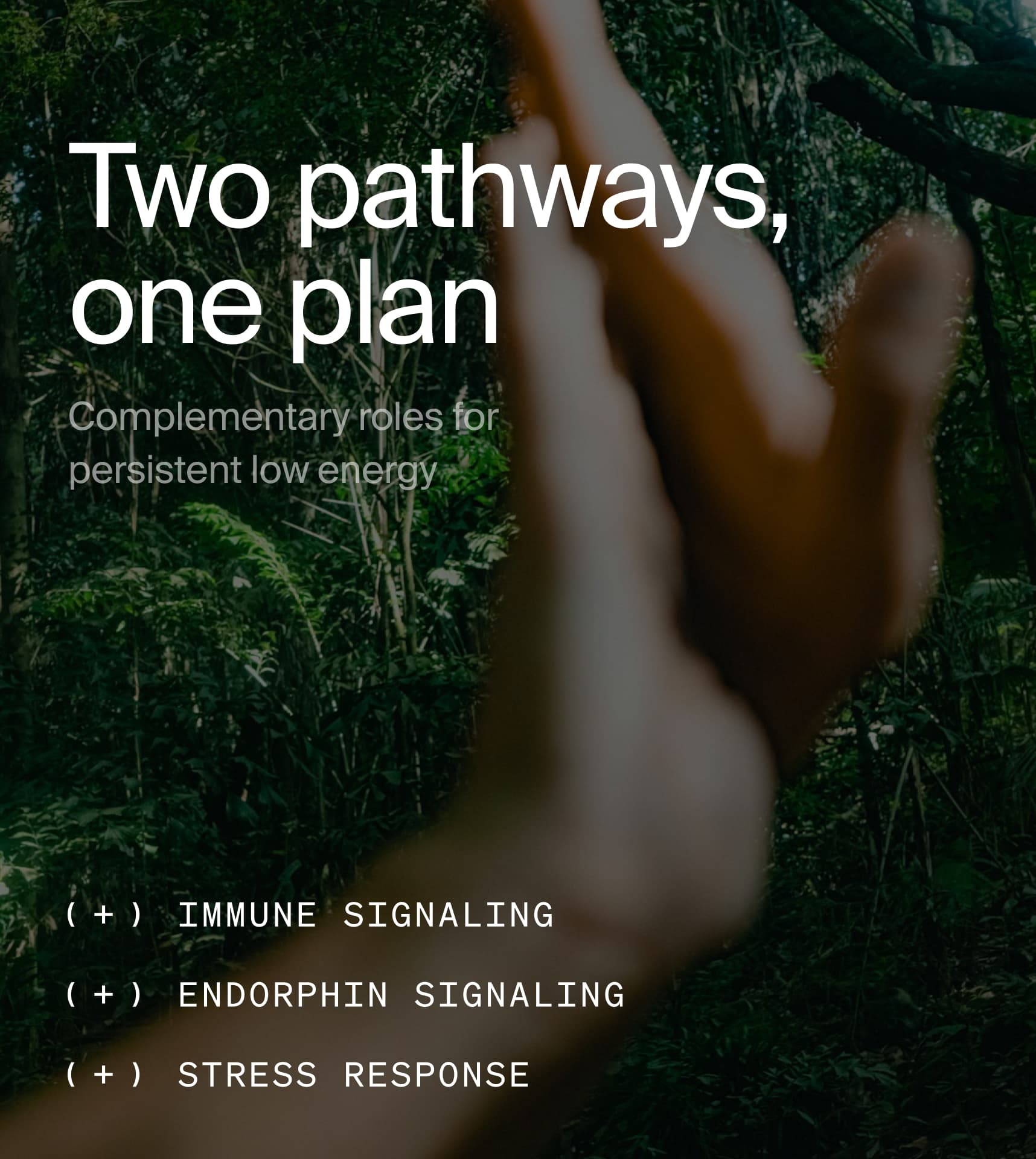 Two pathways, one plan. Complementary roles for persistent low energy. Immune signaling, endorphin signaling, stress response.